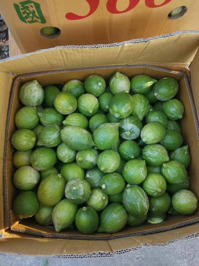 广东香水柠檬专供奶茶茶饮皮薄多汁