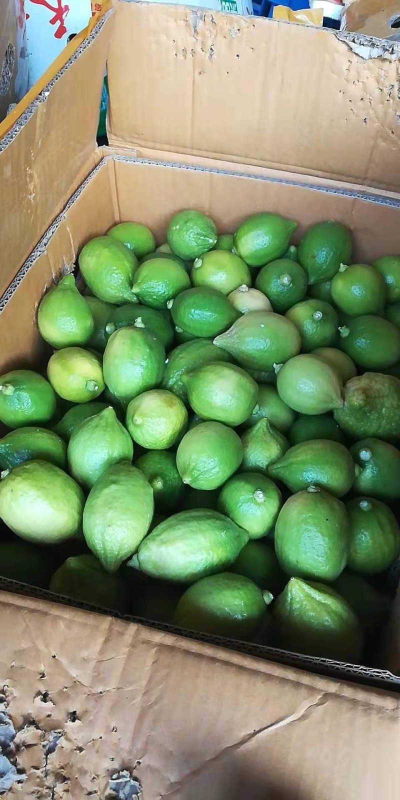 广东香水柠檬专供奶茶茶饮皮薄多汁
