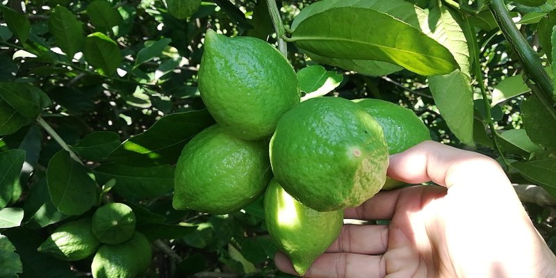 广东香水柠檬专供奶茶茶饮皮薄多汁