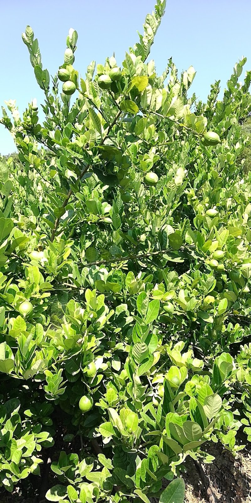 广东香水柠檬专供奶茶茶饮皮薄多汁