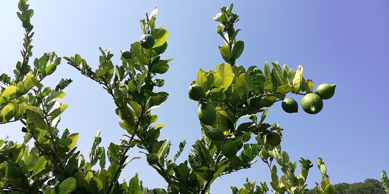 广东香水柠檬专供奶茶茶饮皮薄多汁