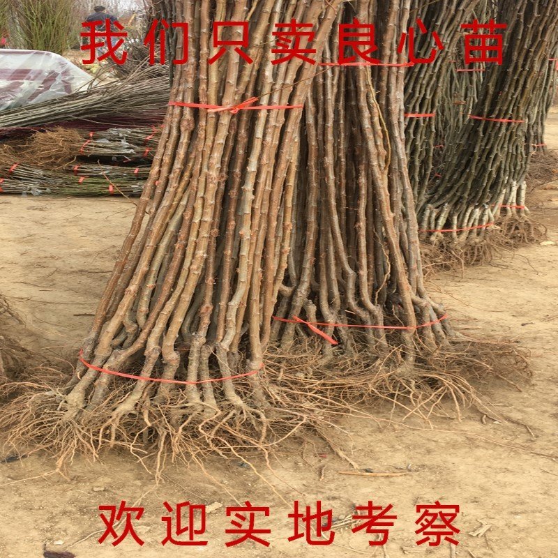 恐龙蛋李子苗四川脱骨李子苗嫁接李子苗品种李子树苗当年结果