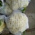 【免盖松花】台湾青梗白花小米粒花球松大花菜厂家直销