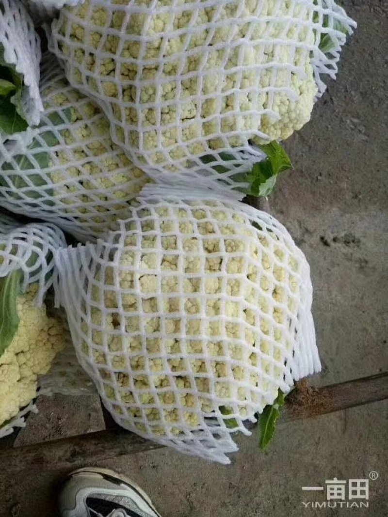 【免盖松花】台湾青梗白花小米粒花球松大花菜厂家直销