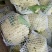 【免盖松花】台湾青梗白花小米粒花球松大花菜厂家直销