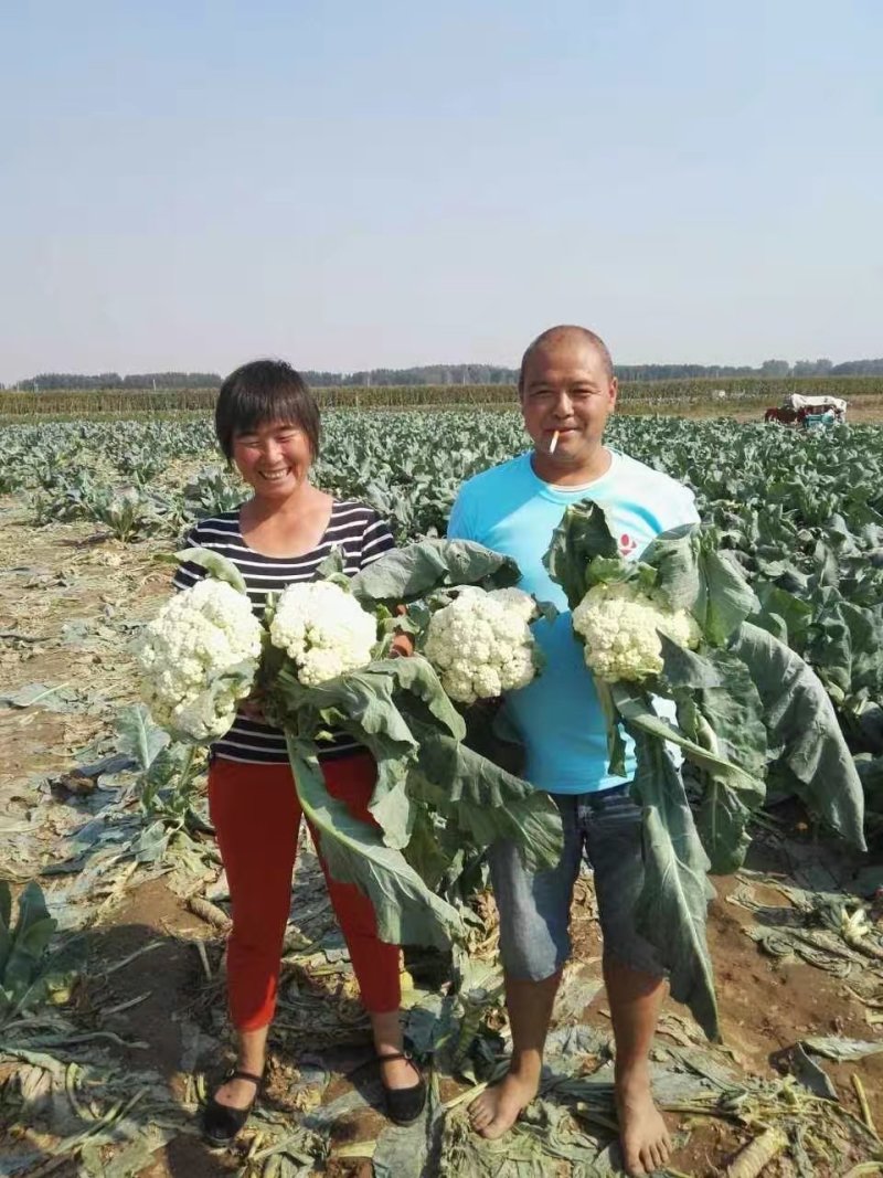 【免盖松花】台湾青梗白花小米粒花球松大花菜厂家直销