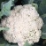 【免盖松花】台湾青梗白花小米粒花球松大花菜厂家直销