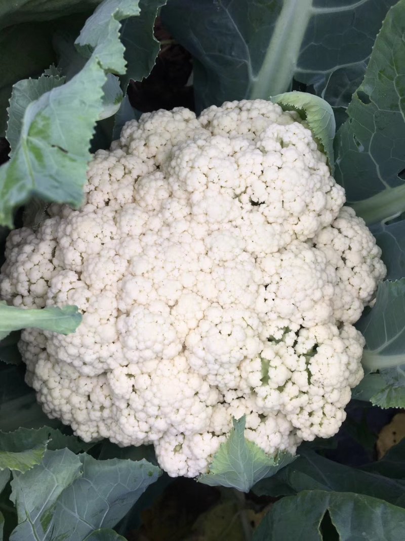 【免盖松花】台湾青梗白花小米粒花球松大花菜厂家直销