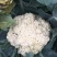 【免盖松花】台湾青梗白花小米粒花球松大花菜厂家直销