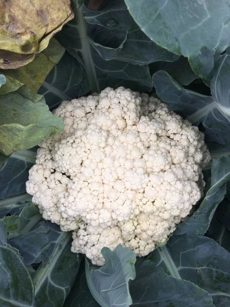 【免盖松花】台湾青梗白花小米粒花球松大花菜厂家直销