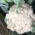 【免盖松花】台湾青梗白花小米粒花球松大花菜厂家直销