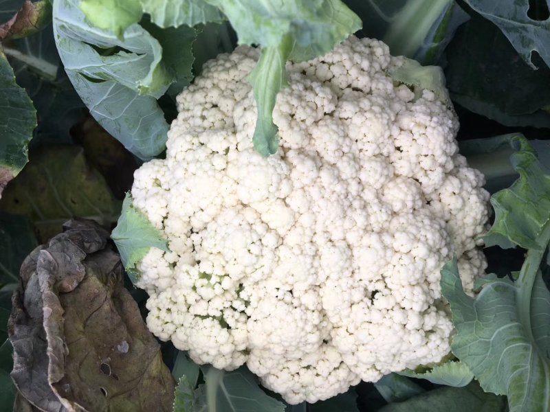 【免盖松花】台湾青梗白花小米粒花球松大花菜厂家直销
