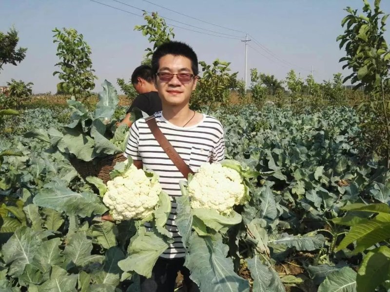 【优质】松花菜种子松宝系列青梗白花花球松大不变黄