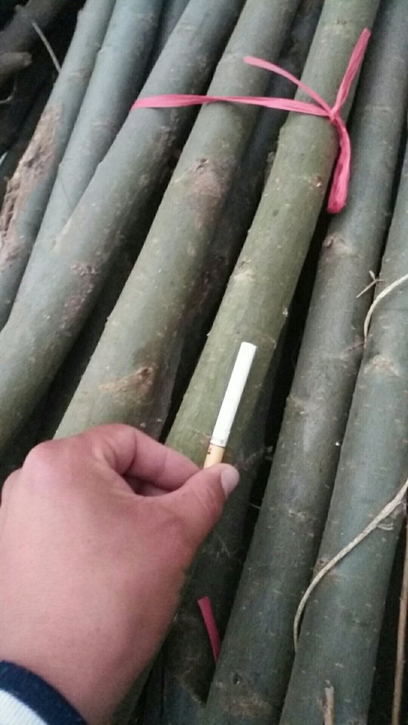 柳树旱柳各规格齐全！祼根土球均可，货源充足