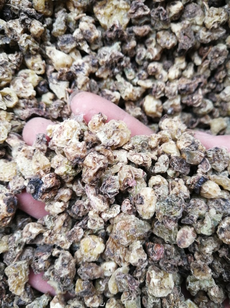 山慈菇正品国产山慈菇安国市泽溢药材行