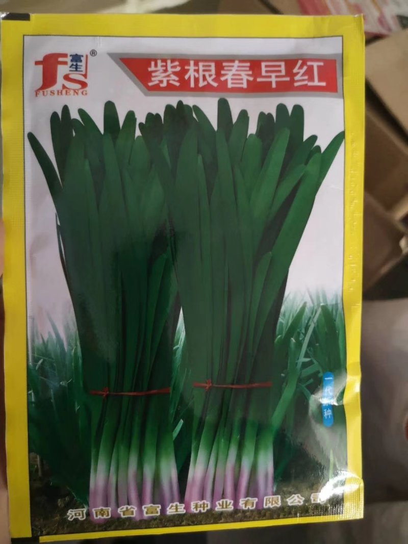 白根紫根红独根红绿根韭菜种子口感好产量高品质好抗性好