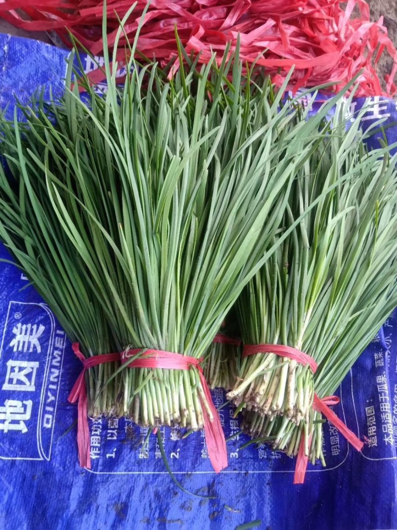 白根紫根红独根红绿根韭菜种子口感好产量高品质好抗性好