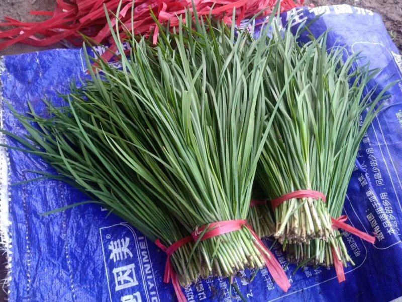白根紫根红独根红绿根韭菜种子口感好产量高品质好抗性好