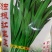 白根紫根红独根红绿根韭菜种子口感好产量高品质好抗性好