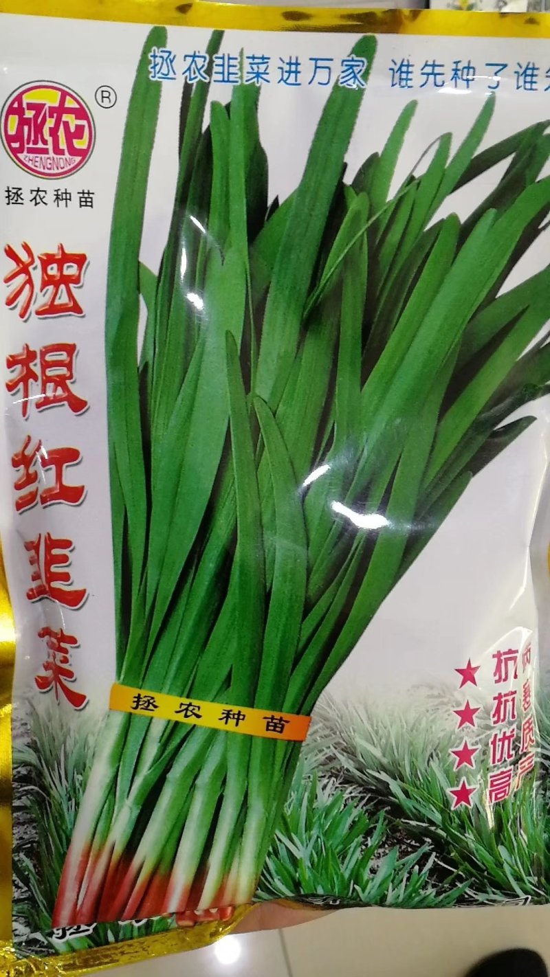 白根紫根红独根红绿根韭菜种子口感好产量高品质好抗性好
