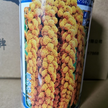 邯杂谷1号早熟高产大穗香糯小米种子谷子种子批发抗鸟