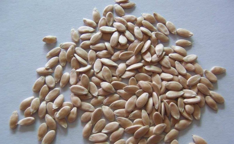 黄瓜籽种蔬菜种子春夏秋三季播种蔬菜水果黄瓜