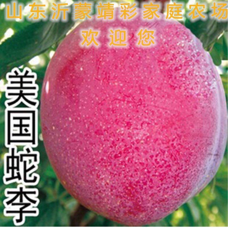 美国蛇李苗四川脱骨李子苗嫁接李子苗南北方种植李子苗嫁接苗