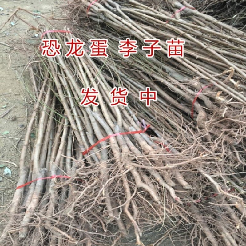 美国蛇李苗四川脱骨李子苗嫁接李子苗南北方种植李子苗嫁接苗