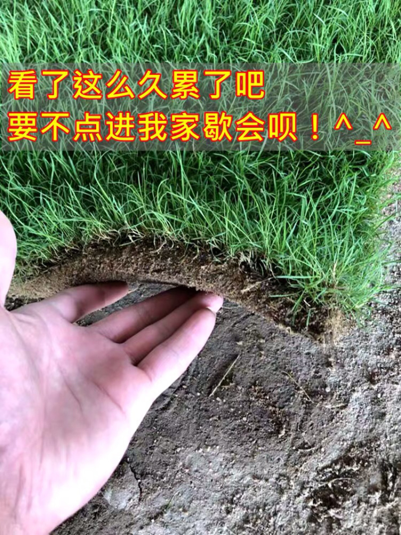 台湾草皮马尼拉草皮带土兰引三号