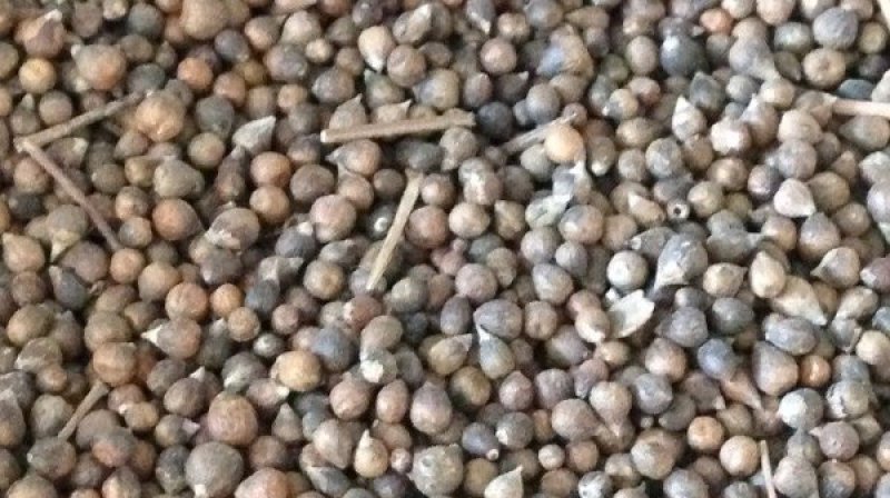 凤仙花种子四季易种易活花卉种子花海公园庭院观赏花籽