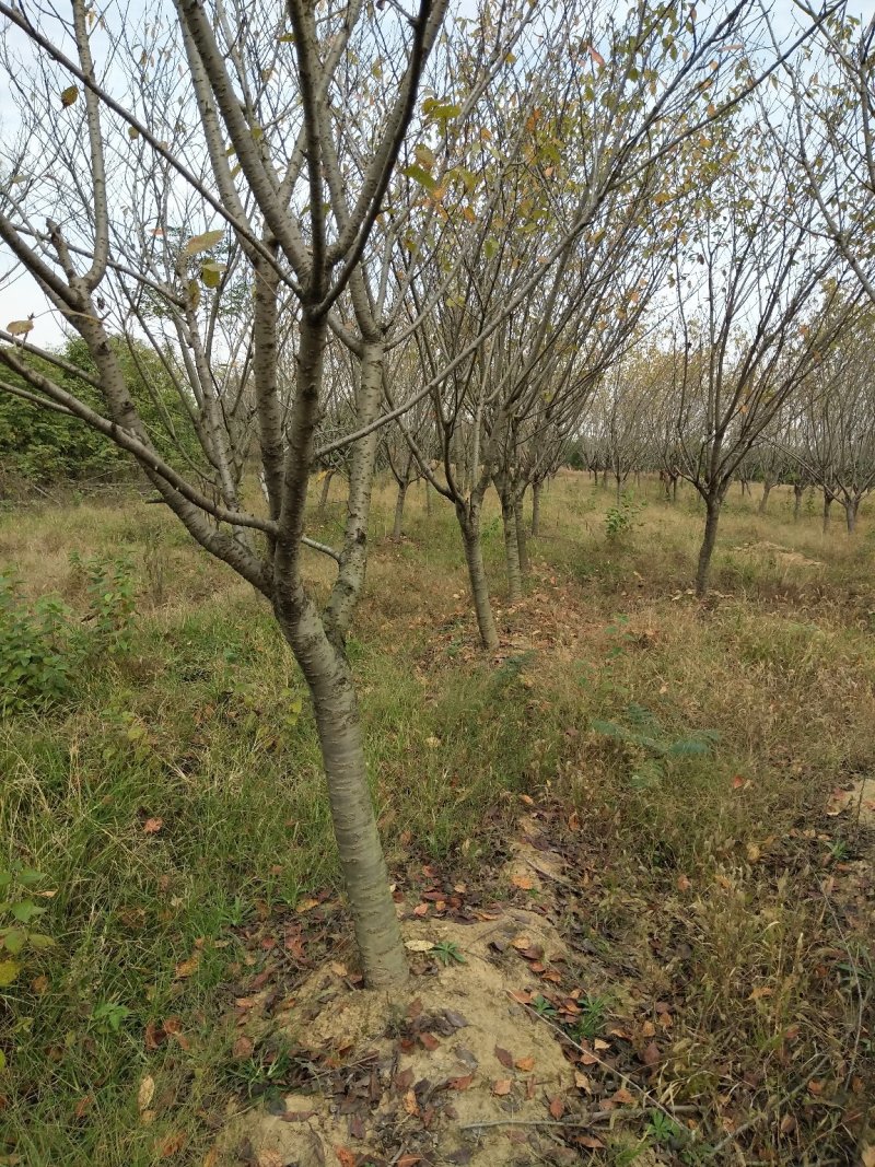 紫丁香树，单杆丁香树，丛生丁香树，河南潢川直销丁香树