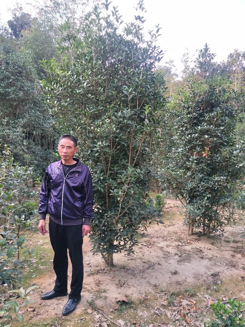 紫丁香树，单杆丁香树，丛生丁香树，河南潢川直销丁香树