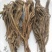 羌活新种子，新种子，无杂质，90%发芽率，全国包邮。