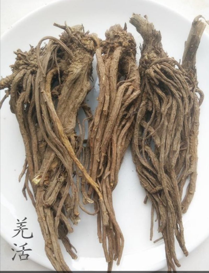 羌活新种子，新种子，无杂质，90%发芽率，全国包邮。