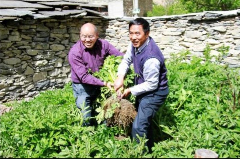 羌活新种子，新种子，无杂质，90%发芽率，全国包邮。