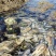 【渊品水产】养马岛特产海产品冰鲜鲅鱼干
