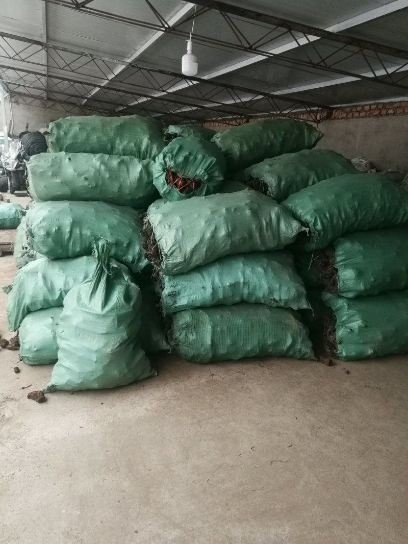 马蹄大黄新种子，99%发芽率，包品种，包邮费。