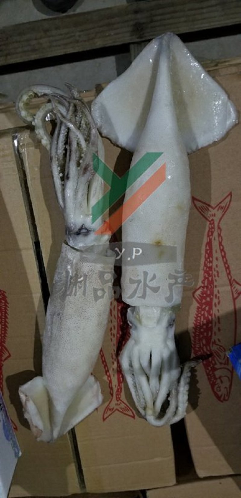 【渊品水产】养马岛海产品冰鲜鱿鱼乌贼