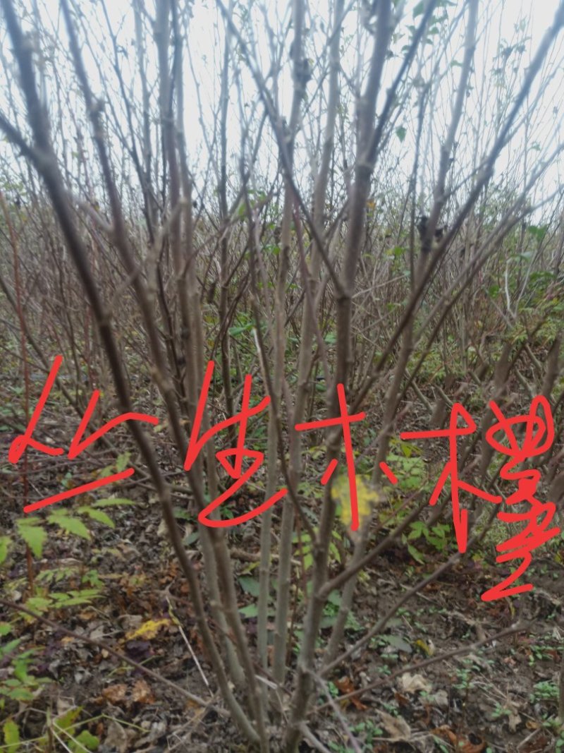 江苏宿迁绿化苗木丛生木槿，木槿小苗，，独杆木槿
