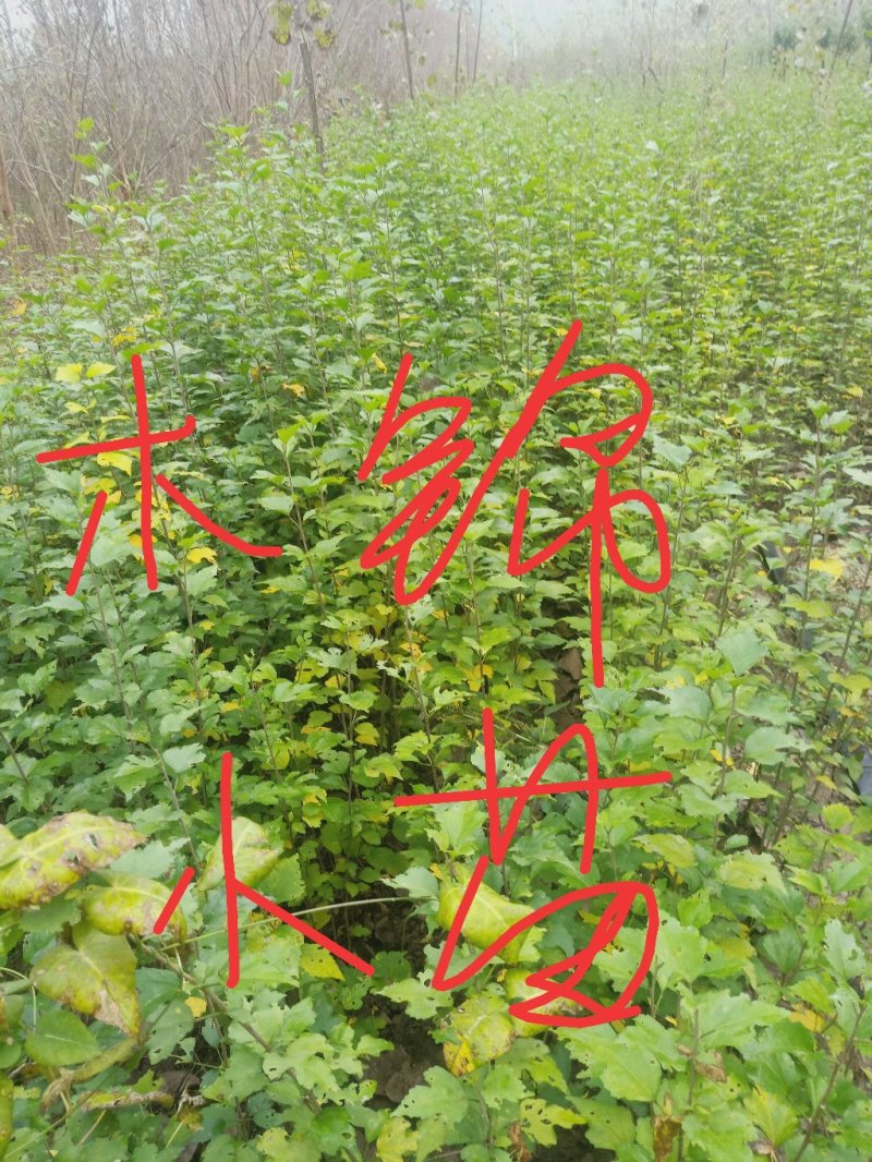 江苏宿迁绿化苗木丛生木槿，木槿小苗，，独杆木槿