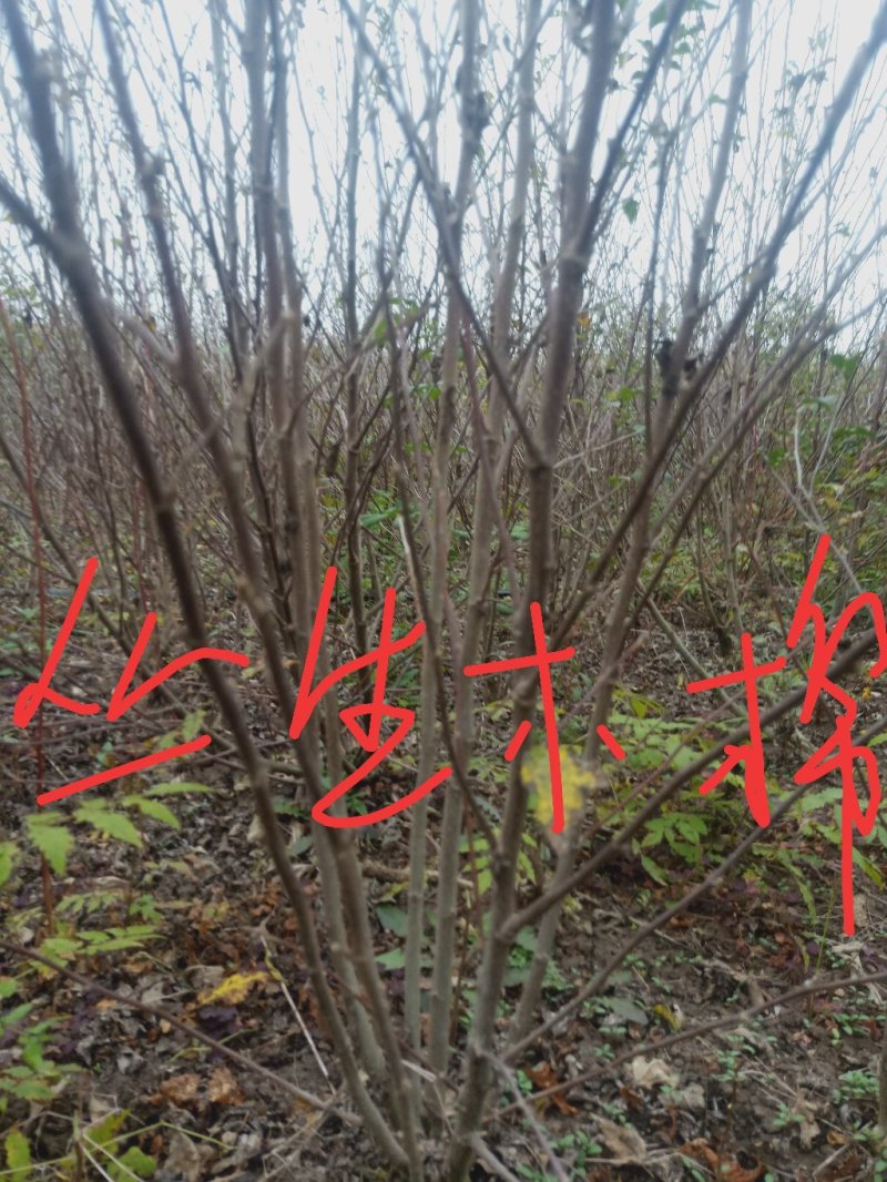 江苏宿迁绿化苗木丛生木槿，木槿小苗，，独杆木槿