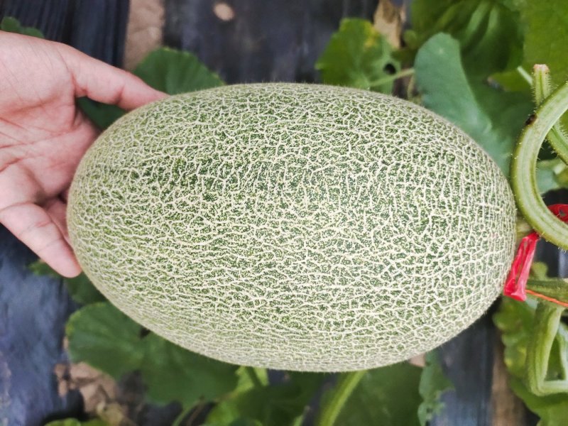 花蕾一号甜瓜，质量杠杠滴中国香瓜哈密瓜基地