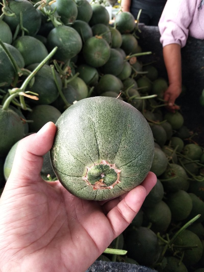 花蕾一号甜瓜，质量杠杠滴中国香瓜哈密瓜基地