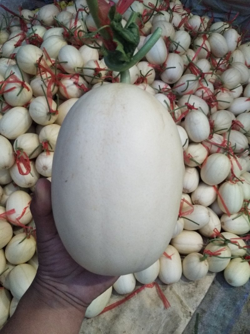 花蕾一号甜瓜，质量杠杠滴中国香瓜哈密瓜基地
