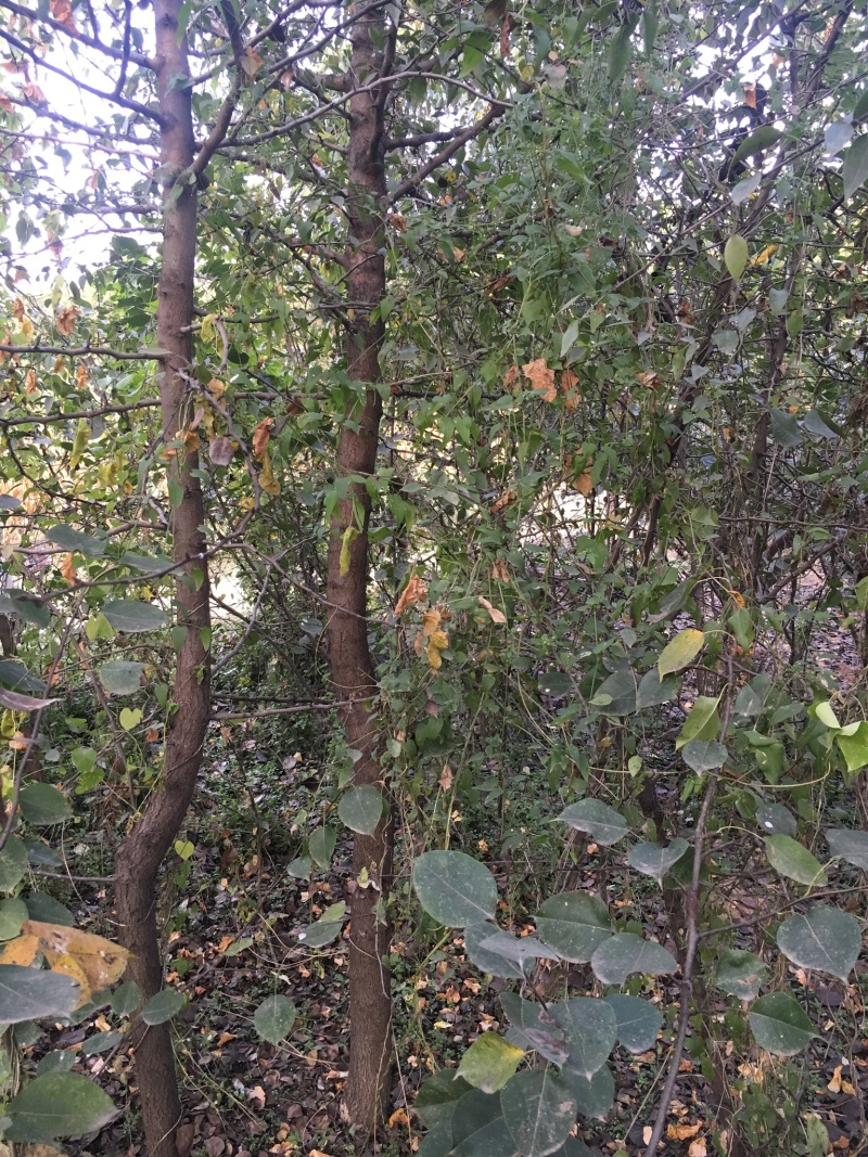 出售2公分杜梨树苗一车苗子为雄安森林做贡献