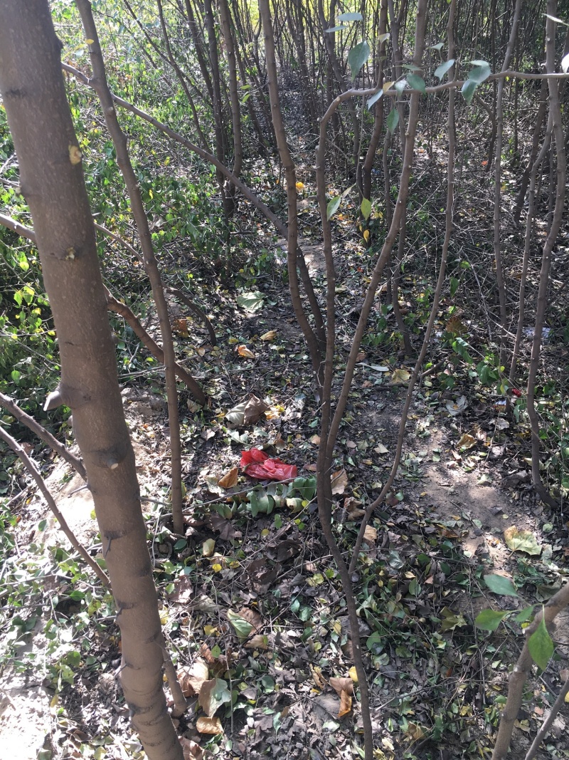出售2公分杜梨树苗一车苗子为雄安森林做贡献