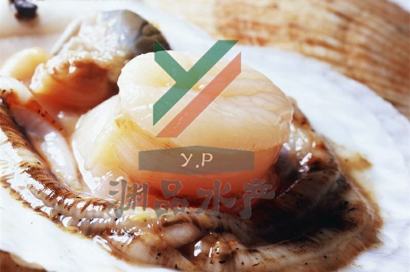【渊品水产】养马岛海产品冰鲜原浆扇贝丁