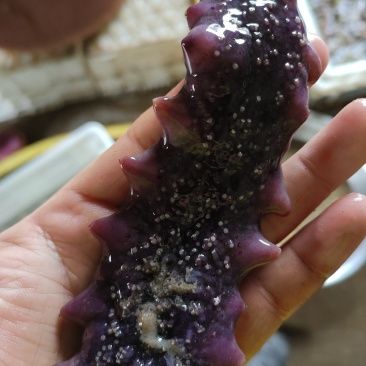 【渊品水产】养马岛海产品冰鲜淡干海参