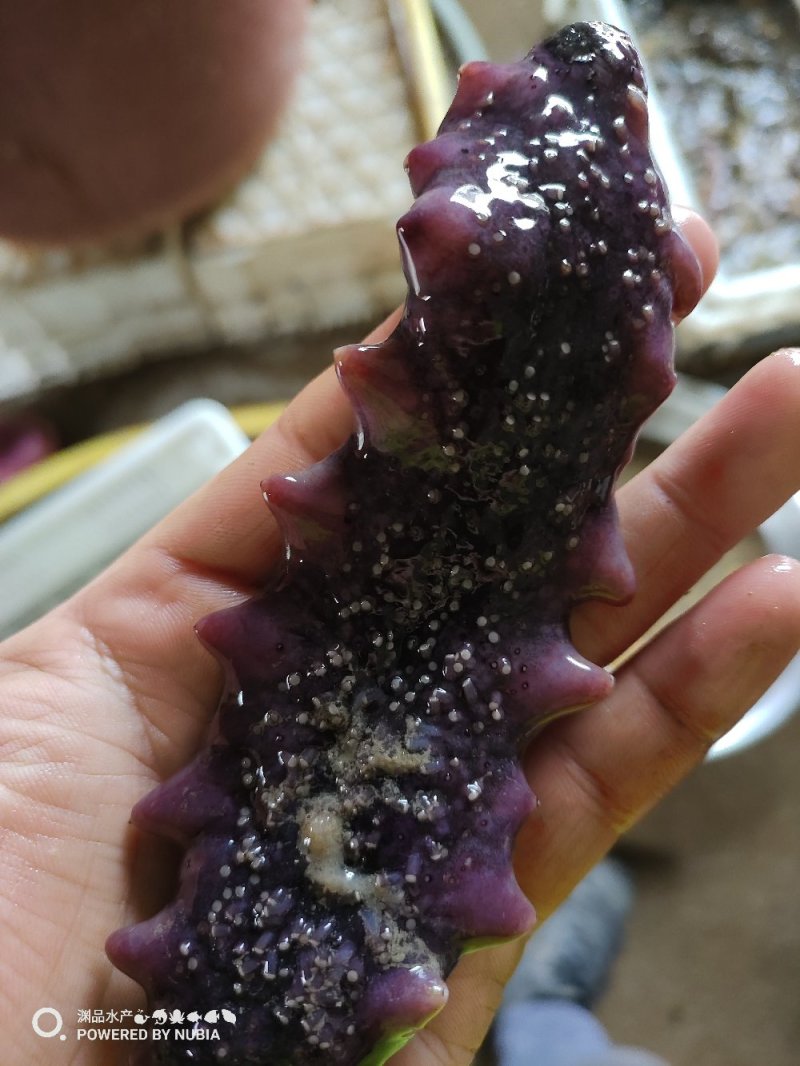 【渊品水产】养马岛海产品冰鲜淡干海参