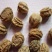 金莲花种子旱荷花种子四季易种易活观赏药用